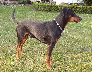 Birko auf dem Rasen